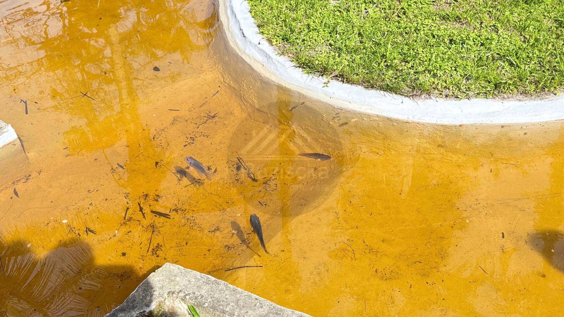 Chácara, 3 quartos, 3650 m² - Foto 2